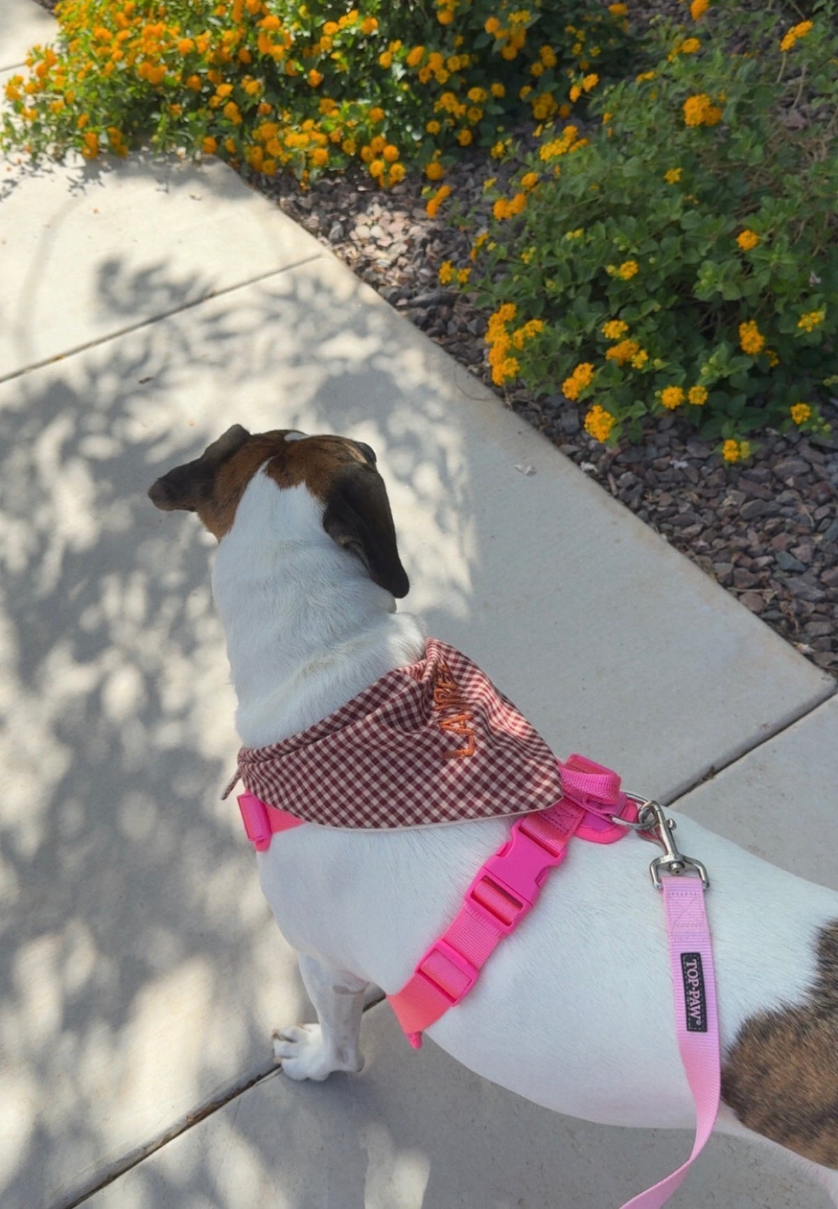 The Holly Collection | Matching Dog & Me Set